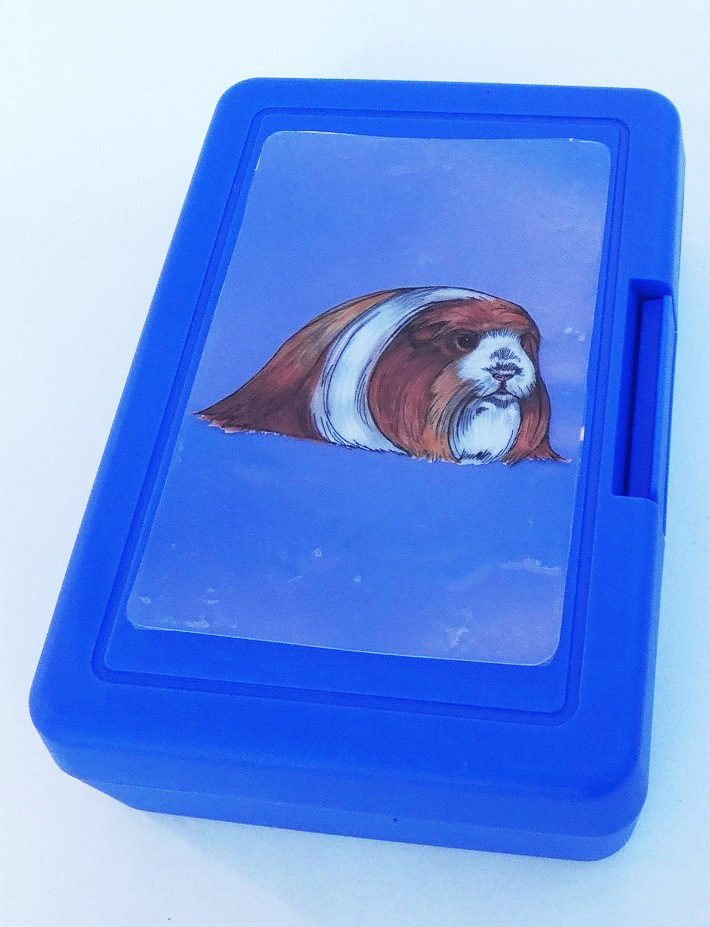 Plastový box - morče